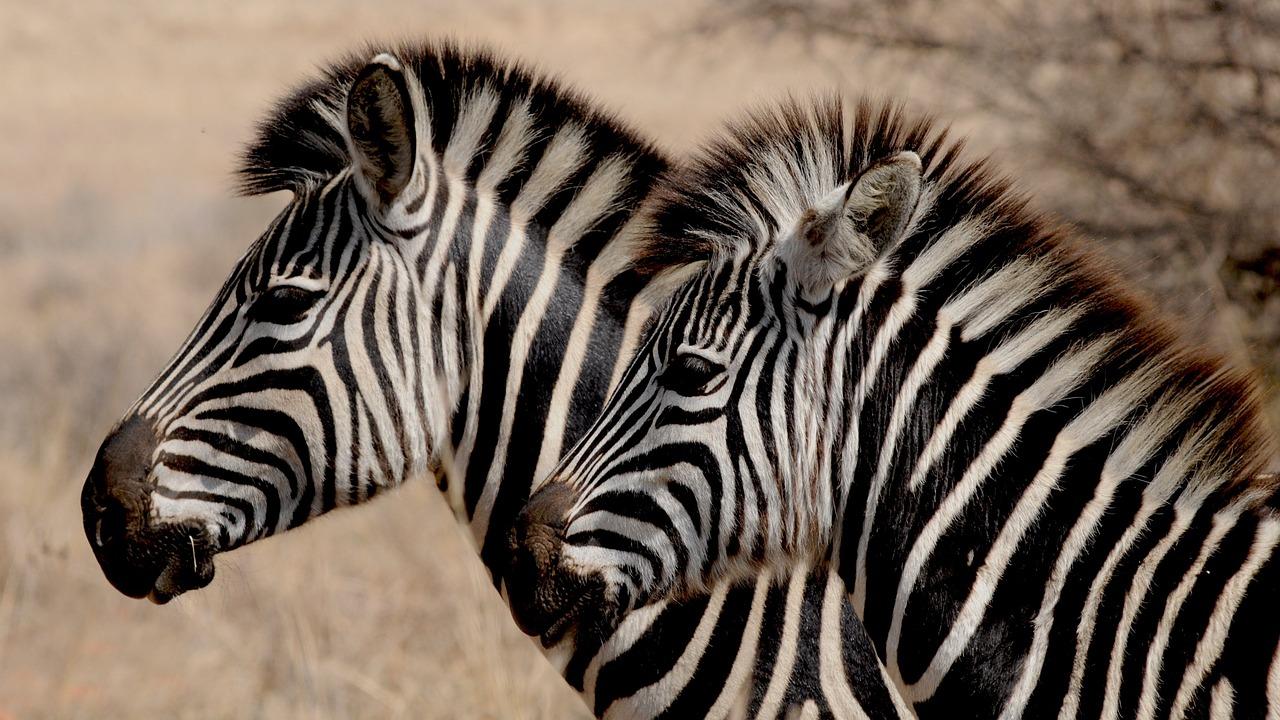 zebras fotografia