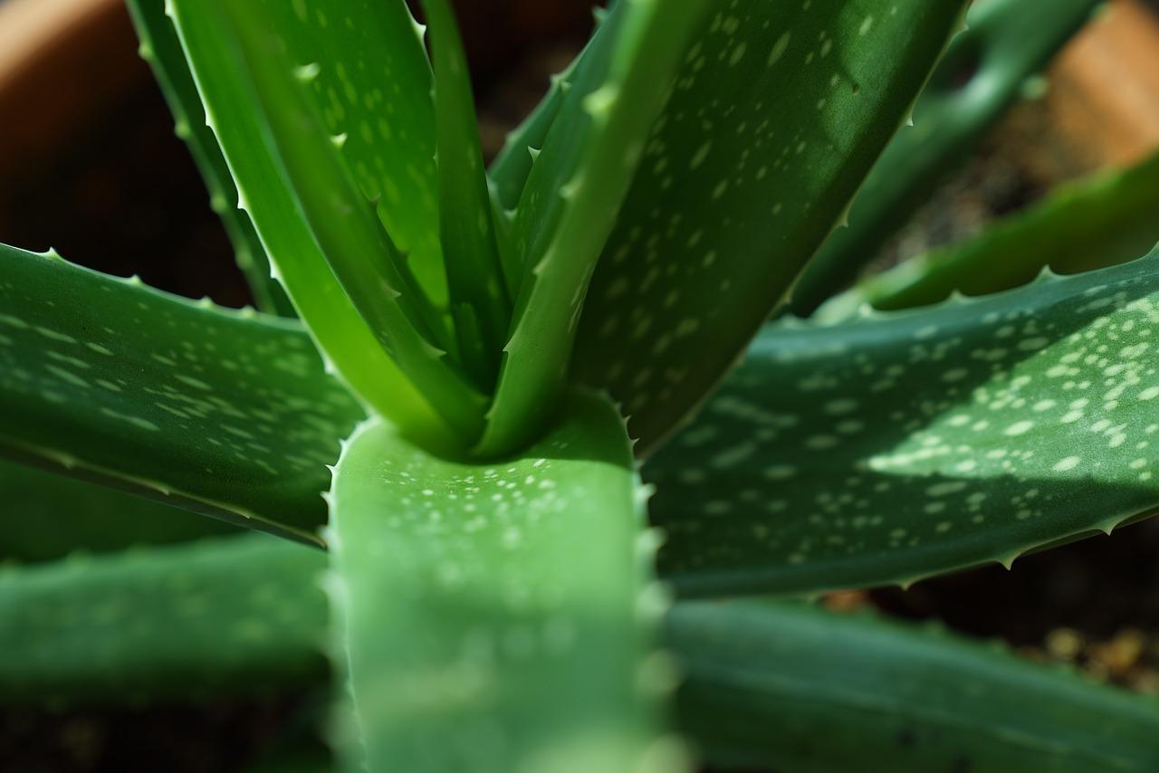 Aloe vera rastlina