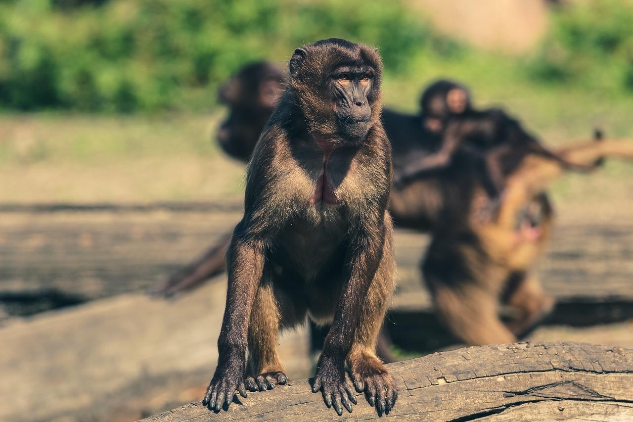 monkeys photo