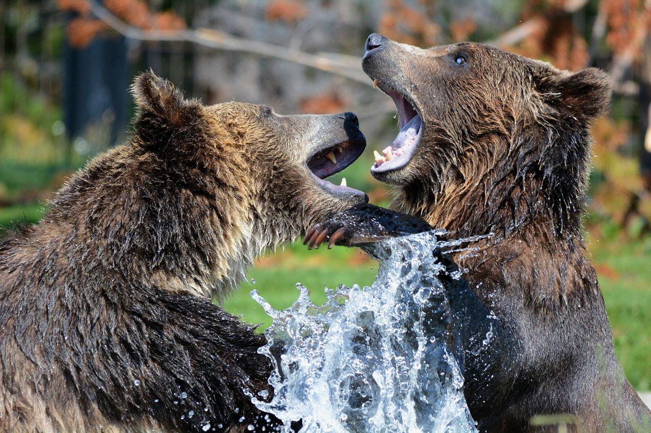 medveď bojuje