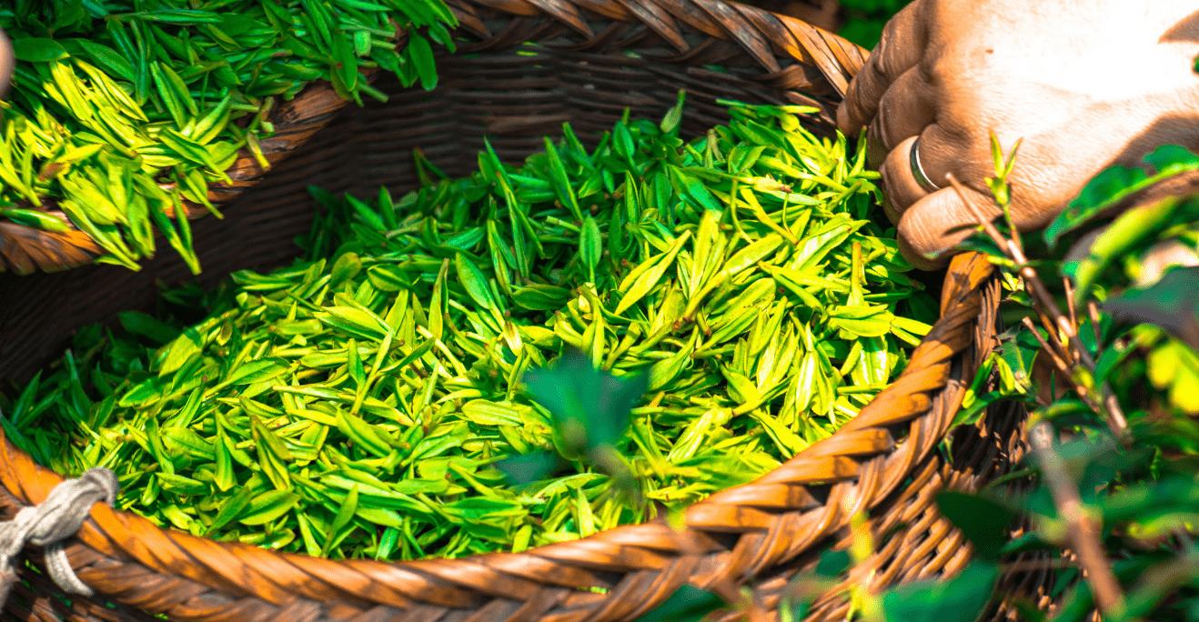 zber zeleného čaju