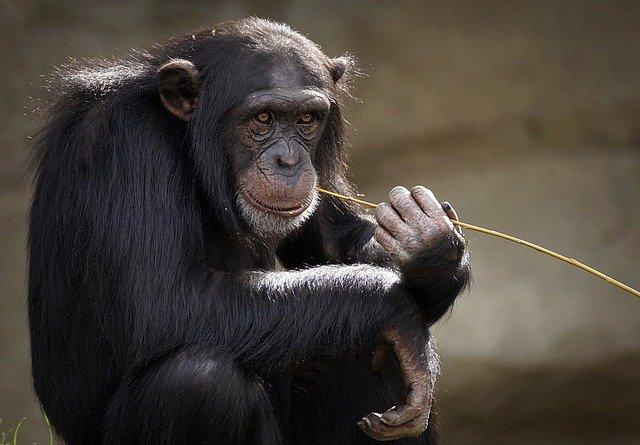 chimpanzee photo