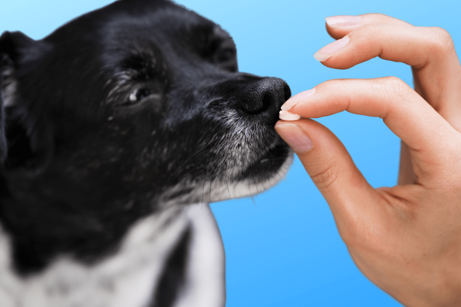Niektoré tabletky proti kliešťom nemusia psíkom chutiť. Foto: ZaujimavySvet